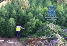 La Policía Nacional incauta 450 plantas de marihuana de gran altura en una parcela