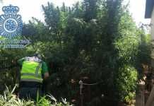 Detenido el propietario de una plantación de marihuana y los que intentaron robársela