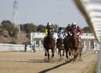 Tiempo primaveral e incremento de público en el Gran Hipódromo de Andalucía