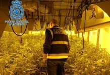 Detenidos dos hermanos por un cultivo de más de 1.000 plantas de marihuana