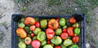 Nuevo curso para formar a la juventud en agro-ecología