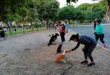 El curso de adiestramiento canino alcanza su octava edición