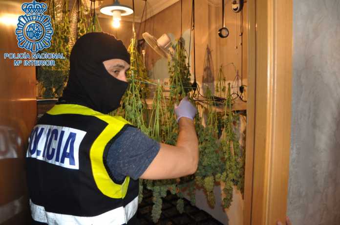 plantación indoor de marihuana