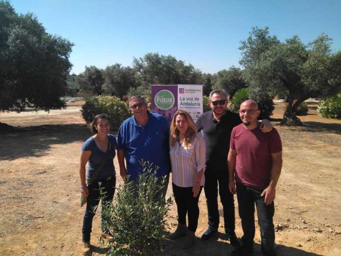 plantación de un olivo