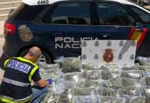 Cultivaban marihuana en una vivienda y han sido detenidos por la Policía cultivaban marihuana en una vivienda