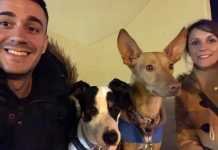 Perros sin hogar que necesitan familias de acogida perros sin hogar