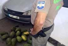 Dos vecinos de Dos Hermanas implicados en el robo de melones y uvas dos vecinos de dos hermanas