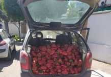 Detenido por el robo de 200 kilos de pimientos rojos pimientos rojos
