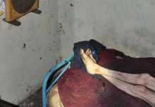 El caso del hombre encerrado en el palomar llega a los tribunales el caso del hombre encerrado en el palomar