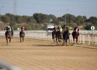 Malcolm the Pug luce en su estreno en el hipódromo de Dos Hermanas Malcolm the Pug