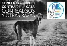 Concentración contra la caza con galgos y otras razas concentración contra la caza