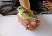 El proyecto Avifauna registra 780 anillamientos de aves en la laguna proyecto Avifauna