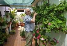 Flores que dan la vida durante el confinamiento por el Covid-19 flores