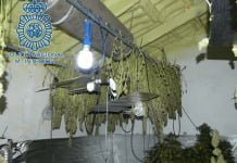 200 plantas de marihuana en la plantación interior de una vivienda 200 plantas