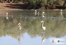 Una colonia de flamencos, novedad en la Laguna de Fuente del Rey colonia de flamencos