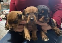 Moviendoelrabito pone a la venta su calendario solidario moviendoelrabito