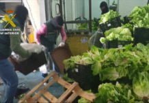 Palets de verduras que ocultaban marihuana y hachís palets