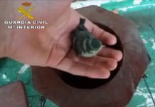 Un youtuber investigado por posesión y maltrato de especies protegidas youtuber