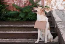 Mejoras en el servicio de recogida de animales de la vía pública mejoras