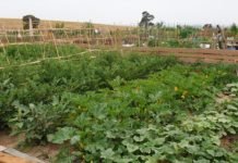 Nueva ampliación de los huertos urbanos de Montequinto nueva ampliación