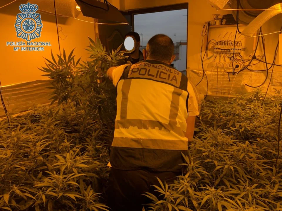 plantación de marihuana