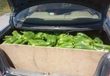 La Guardia Civil localiza e investiga a los autores de hurtos en el campo guardia civil