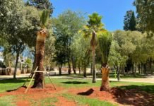 La calle Tajo verá ampliada su arboleda tras el fin de las obras calle Tajo