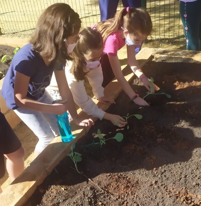 primeras plantaciones