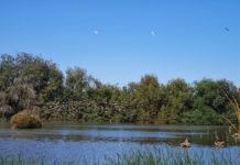 Nuevos ecosistemas acuáticos para la Laguna de Fuente del rey nuevos ecosistemas acuáticos