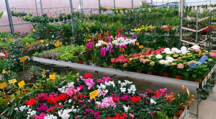 Vivero Garden Verdeflora se adelanta a la primavera Vivero Garden Verdeflora