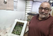 La cría de gusanos de seda tiene un referente en Dos Hermanas cría de gusanos