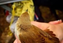 Ciencia ciudadana por la diversidad con actividades en la laguna ciencia ciudadana