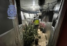 Dos personas detenidas por el cultivo y venta de marihuana dos personas