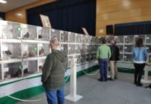 Unas 120 palomas a concurso en el Club Vistazul 120 palomas