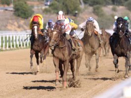 Gran presencia de público en las carreras del hipódromo gran presencia de público