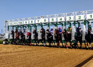 El turf nacional vuelve este domingo al hipódromo turf nacional