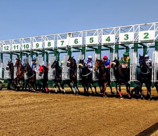 El turf nacional vuelve este domingo al hipódromo turf nacional