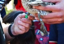 Primer congreso de RASTREA en La Almona primer congreso