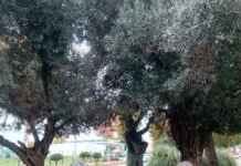 El monumento de Las Aceituneras se pone a punto monumento de las aceituneras