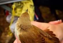 La Gran Semana se celebra en la laguna con anillamiento la gran semana