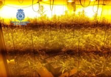 Operación Altair desmantela una plantación de marihuana en La Motilla operación altair
