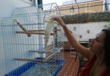 La ninfa Río se ha perdido por Montequinto y se paga recompensa ninfa