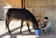 Dominó: de mulo de carga a descansar en el Santuario Gaia dominó