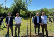 Plantación conjunta de árboles entre el Ayuntamiento y el Betis plantación conjunta