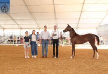 Oro nazareno en la Semana del Caballo de Jerez oro nazareno