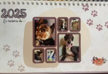 Calendario solidario 2025 de MoviendoelRabitoSevilla calendario solidario 2025