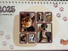 calendario solidario 2025