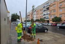 La campaña anual de plantación ya está en marcha campaña anual de plantación