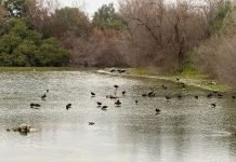 Nuevo récord histórico de visitas en la Laguna de Fuente del Rey nuevo récord histórico de visitas