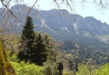 Pinsapar será la próxima ruta de Senderismo Joven pinsapar